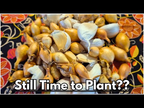 Can You Still Plant in October?? | Garlic and Onion Autumn Gardening Vlog