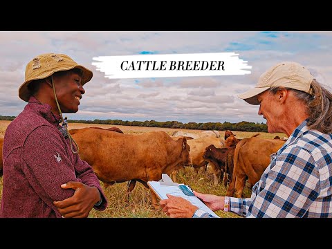 Inside Anne Cooke's Cattle Farm. How She Became a Famous Tuli Stud Breeder