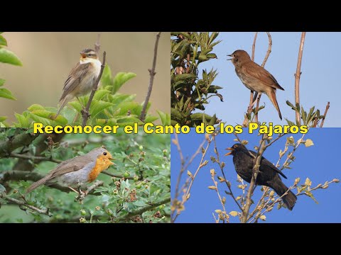 Reconocer el Canto de los Pájaros. Video de Práctica para Principiantes, Nueva Versión