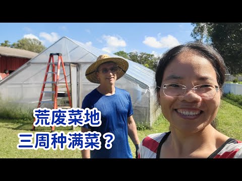 不能两全，顾得了孩子顾不了菜地，看兔妈能不能三周，把荒地变成满满的菜园