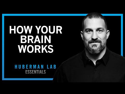 How Your Brain Works & Changes | Huberman Lab Essentials