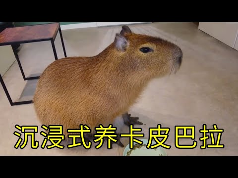 沉浸式养卡皮巴拉，呆萌可爱的小家伙，真的不会生气吗？！