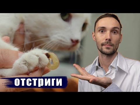 Как подстричь когти кошке? Инструкция от доктора