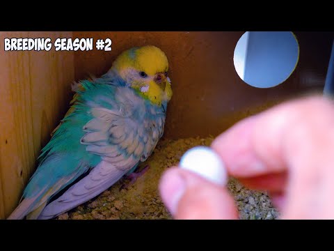 Why Removing Bird Eggs From Nests Can Be Deadly