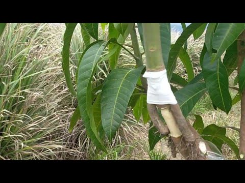 GRAFT, BUD, MARCOT, COMBINE, modified technology.