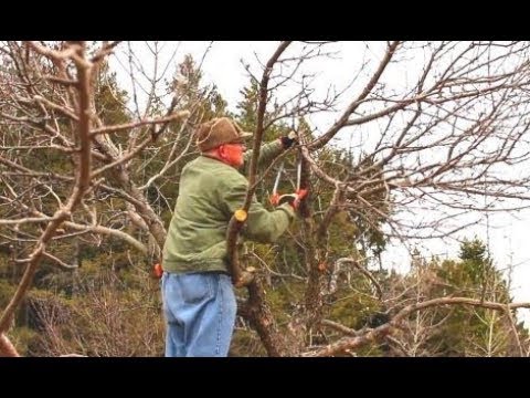 Renovation Pruning an Old Apple Tree