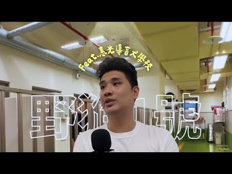 一日惠光導盲犬!跟拉不拉多熱情互動，包括有很多隻猛犬出閘別說沒提醒你!