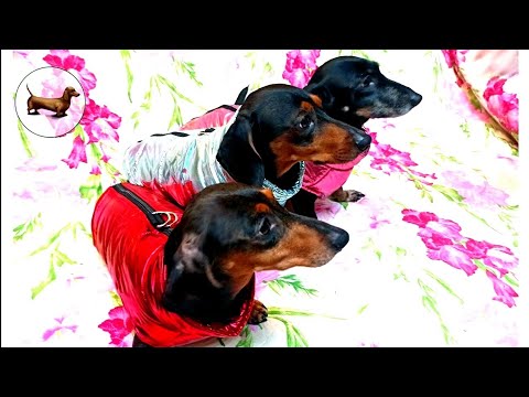 ТАКСА ^ ТАКСЫ ^ ТАКСА 🐶 🐶 🐶 ЧТО ЛУЧШЕ ОДНОЙ ТАКСЫ? ТОЛЬКО ТРИ ТАКСЫ! Одежда для ТАКСЫ (собаки)