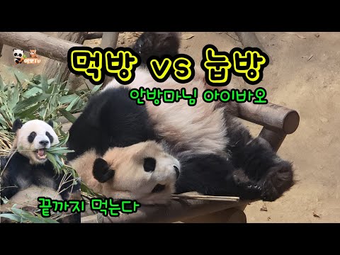 🗓20251218 판다월드🎦러아부부의 일상 | 퇴근거부 러바오🎦💕🐼러바오🐼아이바오🦝레몬💕