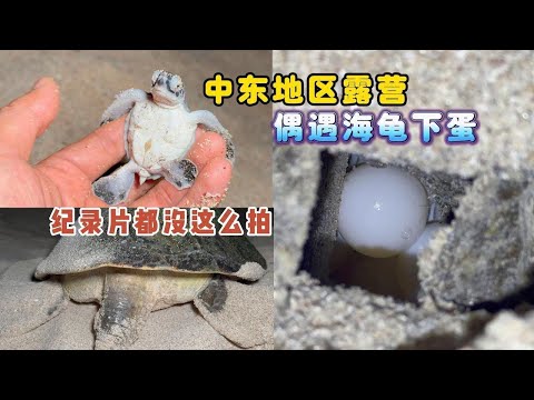 《Oman·自驾》第3集:露营偶遇成群的大海龟下蛋和孵化,纪录片都没这么拍 #海龟下蛋 #海龟孵化 #露营生活 #环球旅行 #自驾 #阿曼