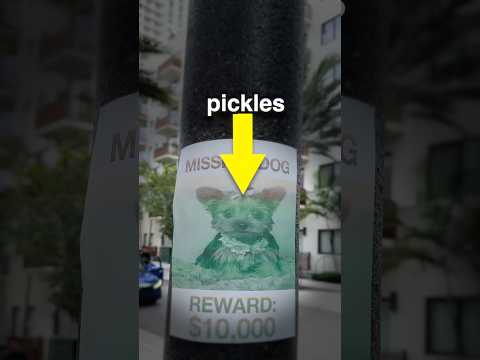 I Found a Missing Dog