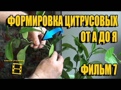 CITRUS TREE PRUNNING AND TRIM. EVERYTHING ABOUT GROWING LEMONS AND TANGERINES AT HOME. FILM 7