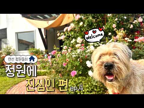 🏡랜선 정원들이 │ 양평서정이네🌹 정원에 진심인편 ep.4
