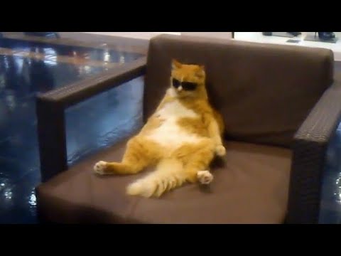 30 Minutes of Your Daily Dose of Internet #1