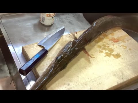 夕食ライブ 2026.1.25 アオヤガラ