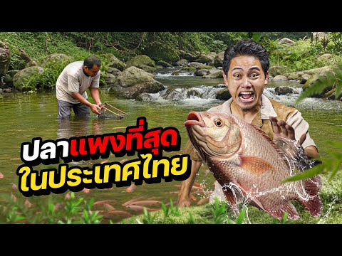 ตามล่า “ราชาแห่งปลา” ปลาที่แพงที่สุดในประเทศไทย !! 