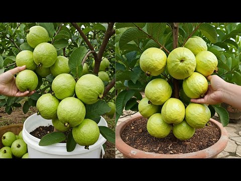 🌿STOP Wasting Time Propagating Guava Trees Without These 10 Tips