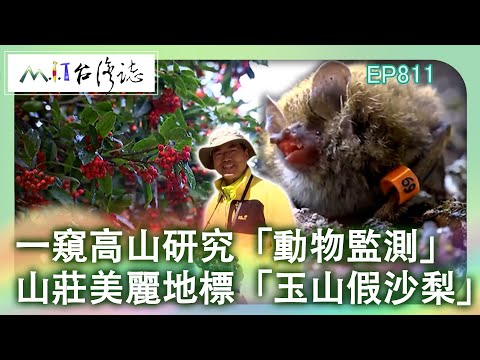 一窺高山研究「動物監測」 山莊美麗地標「玉山假沙梨」|苗栗縣泰安鄉 麥覺明【@ctvmit811集】
