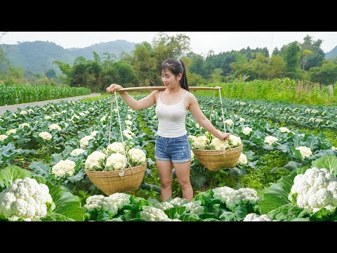 The Old Lady's Lush Green Cauliflower Garden Harvested by The Girl - Go To Market Sell