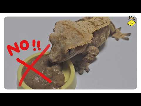 이렇게 밥주면 안됩니다! 크레를 병들게 하는 최악의 실수 外 25분 연속재생