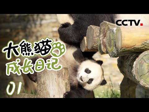 《大熊猫成长日记》01 熊猫贤贤崽与蕊蕊崽的成长日记 两只小家伙打打闹闹 吃笋笋【CCTV纪录】