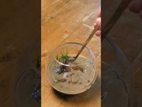 making a tiny aquarium