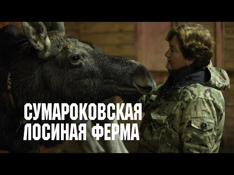 Сумароковская лосиная ферма // Дикие: Стратегия спасения