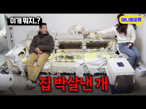 전부 찢기고 뼈대만 덜렁... 강형욱 조차 충격 받은 개 I KBS 개는 훌륭하다 230306 방송