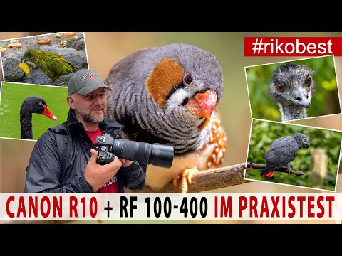Canon EOS R10 + RF 100-400 Objektiv Praxis Test. Die günstige Einsteiger Kamera für grandiose Fotos
