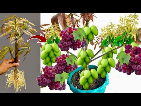 Amazing! How To Grafting Mango Tree in Grapes Fruit Get fruit fast 100%