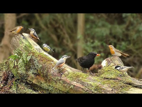 Movie for Cats - Woodland Bird Fun