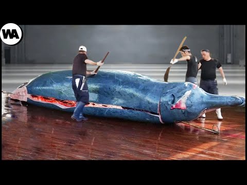 Самые Бедные Люди Стали Миллионерами После Того, Как Нашли Этого Кита