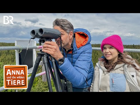 Freie Bahn für den Rotmilan | Reportage für Kinder | Anna und die wilden Tiere | BR