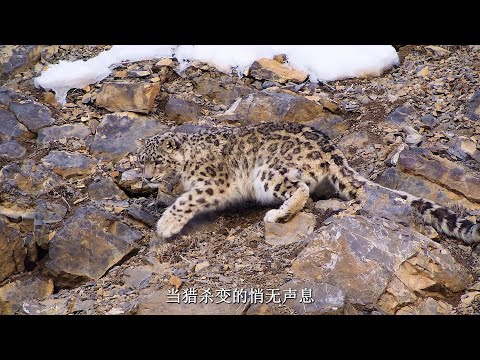 Snow King risks everything jumping 60m for cub's meal!
