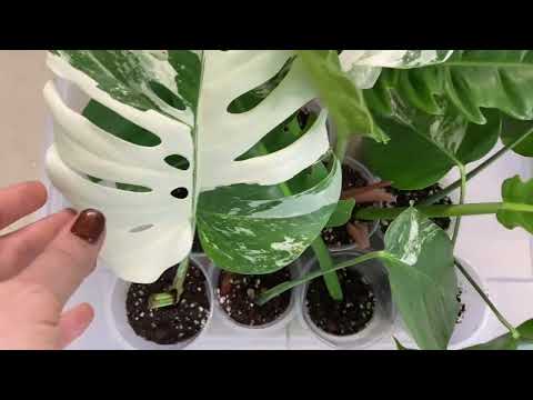 КАК УКОРЕНИТЬ ЧЕРЕНКИ  МОНСТЕРЫ (АЛЬБА)?