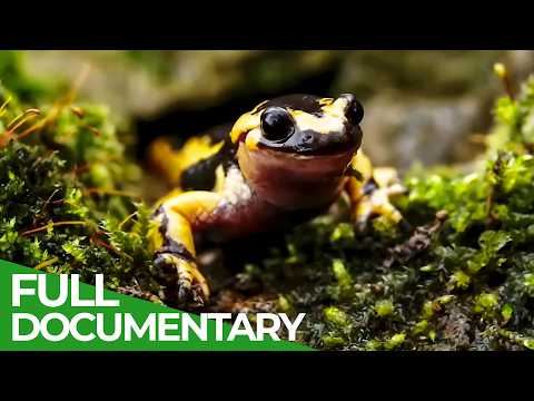 Fire Salamander - The Last Urban Dragon | Free Documentary Nature
