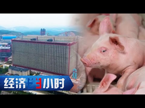 智慧养猪引领养猪业发展，26层高的超级养猪场，数百头猪可同时坐电梯上下楼 「经济半小时」20240319 | 财经风云
