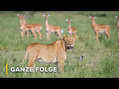 Wie Impala im Land der Topräuber überleben | Ikonen der Wildnis 106