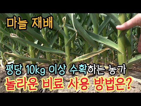 마늘 주산지에서 1등 하는 농가의 놀라운 비료 사용 방법(경남 창녕군)