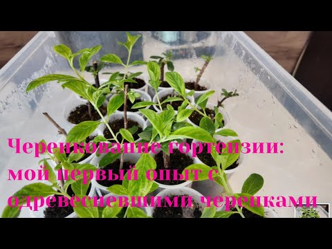 Как укоренить одревесневшие черенки гортензии: практическое руководство