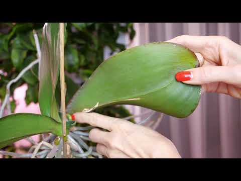 Broken Orchid with its baby. A surprise. The roots will help resolve the problem. Revive the orch...