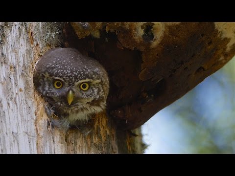 la magie d'une forêt