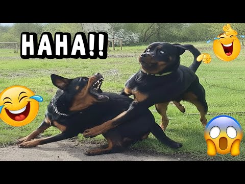 VIRAL FUNNY DOG COMPILATION 2025 – YOU WON’T STOP LAUGHING 🤣🐶 #9