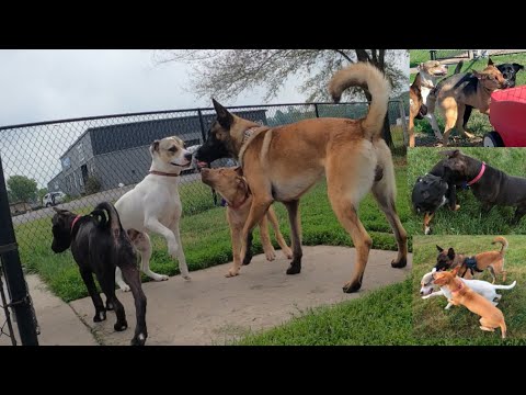 Belgian Malinois & His Pack Take on AGGRESSIVE Dogs at The Dog Park!