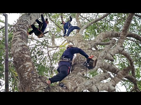 Cưa Cây Sà Cừ Tàn Um Tùm, Lên Dây Điện, Gần Lộ Xe, Cưa Kỹ Thuật,304