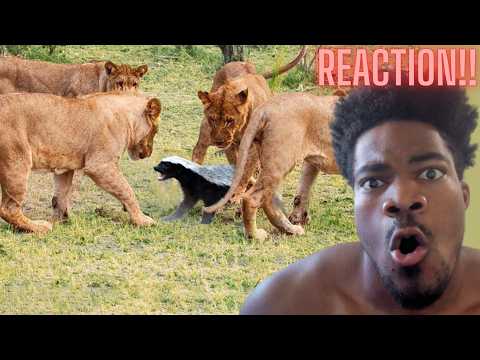 First Time Watching Why Honey Badgers Don't Fear God or Lions