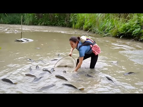 Harvesting ginger - Catching fish to sell to traders, making delicious grilled fish dishes