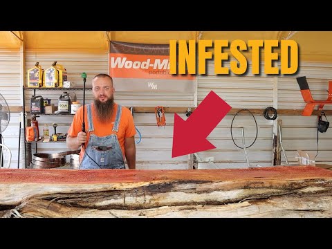 This Cedar Log Was Crawling, You Won’t Believe What Came Out!