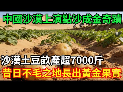 中國沙漠上演「點沙成金」奇蹟！沙漠土豆畝產超7000斤，昔日「不毛之地」長出「黃金果實」！#中國 #沙漠 #土豆 #中國農業 #沙漠綠化