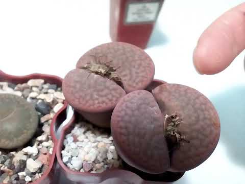 Купила литопс зимой. Что для него хорошо, а что плохо?